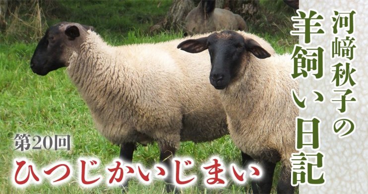 羊飼い日記20