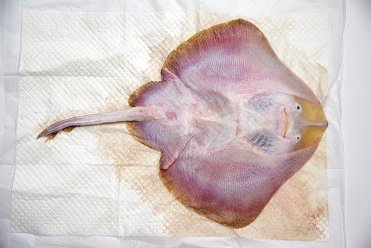 一夜干し状態になったガンギエイ