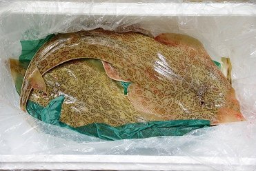 ジェニー第二弾の素材となったサカタザメ