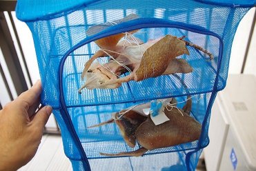 盆栽作りのように固定をしていく
