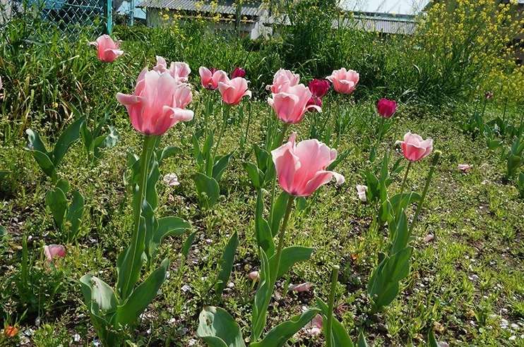 写真